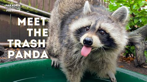 Trash Pandas Maeot: An Effective Solution to Garbage Overload?